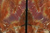 Tall, Arizona Petrified Wood Bookends - Red & Purple #87600-1
